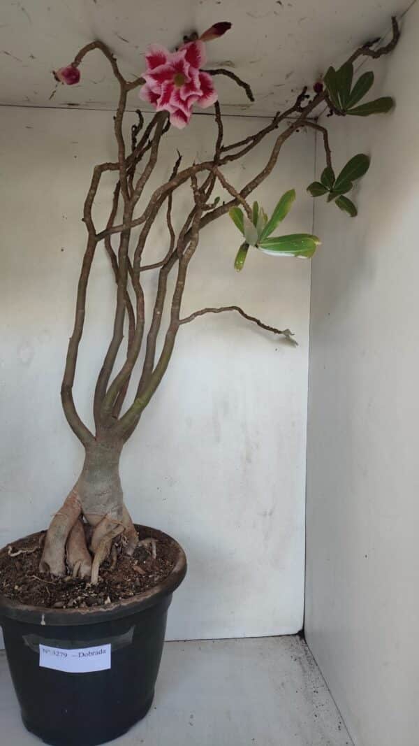 Planta Dobrada 3279 – 70cm – 06 anos - Imagem 1