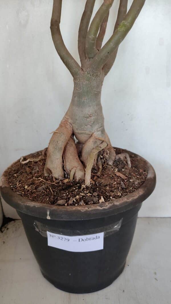 Planta Dobrada 3279 – 70cm – 06 anos - Imagem 5