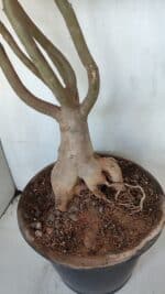 Planta Dobrada 3279 – 70cm – 06 anos - Imagem 7
