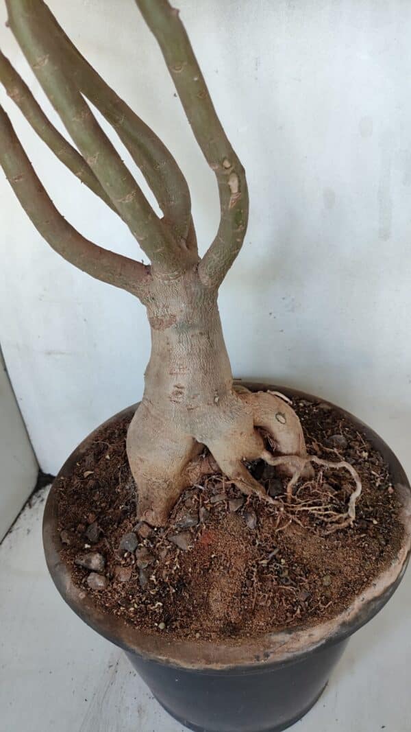 Planta Dobrada 3279 – 70cm – 06 anos - Imagem 7
