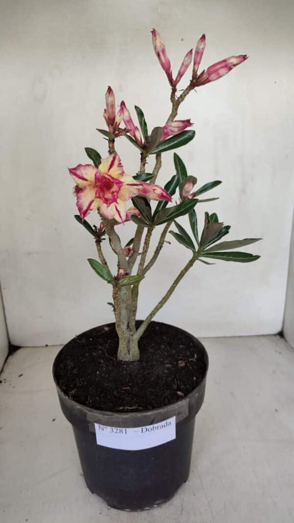 Planta Dobrada 3281 – 30cm – 03 anos - Imagem 2