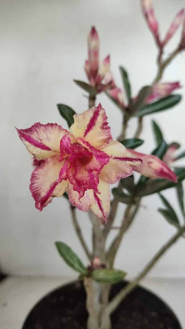 Planta Dobrada 3281 – 30cm – 03 anos - Imagem 1