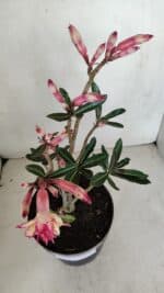 Planta Dobrada 3281 – 30cm – 03 anos - Imagem 4