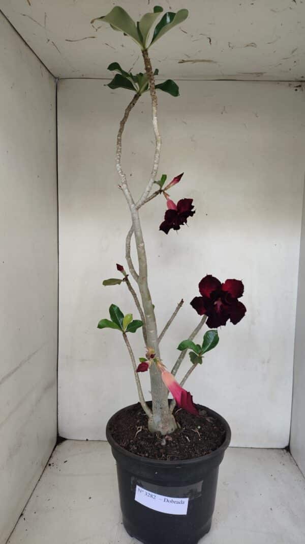 Planta Dobrada 3282 – 60cm – 04 anos - Imagem 1