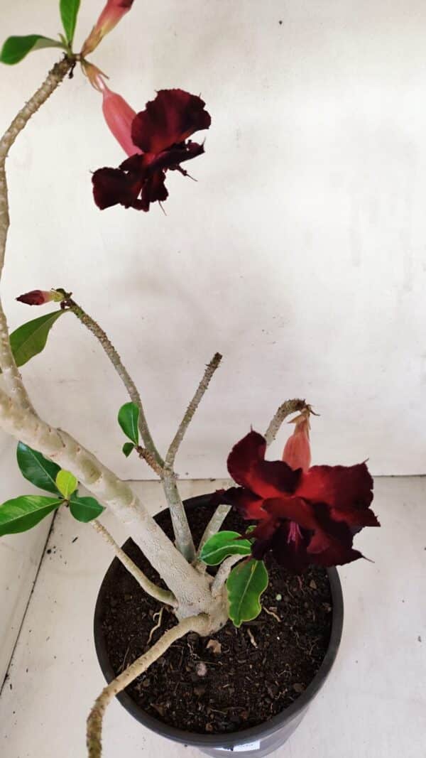 Planta Dobrada 3282 – 60cm – 04 anos - Imagem 4