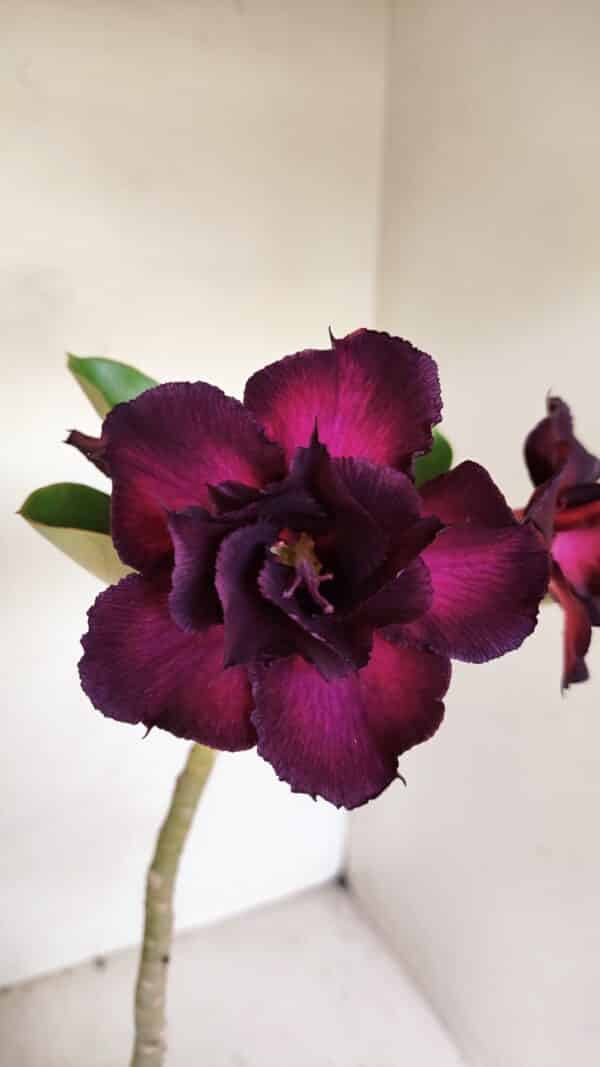 Planta Dobrada 3283 – 35cm – 03 anos - Imagem 1