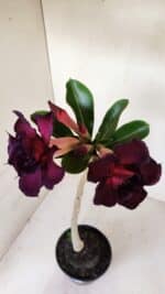 Planta Dobrada 3283 – 35cm – 03 anos - Imagem 5