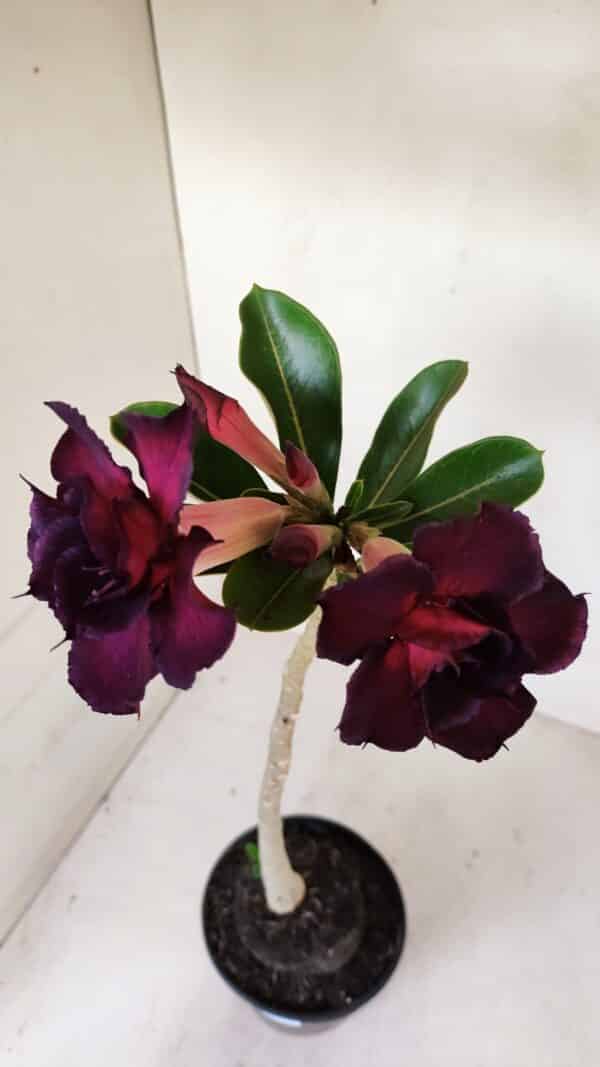 Planta Dobrada 3283 – 35cm – 03 anos - Imagem 5