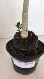 Planta Dobrada 3283 – 35cm – 03 anos - Imagem 6