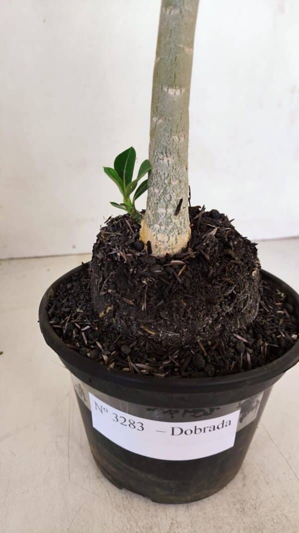 Planta Dobrada 3283 – 35cm – 03 anos - Imagem 6