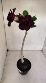 Planta Dobrada 3283 – 35cm – 03 anos - Imagem 8