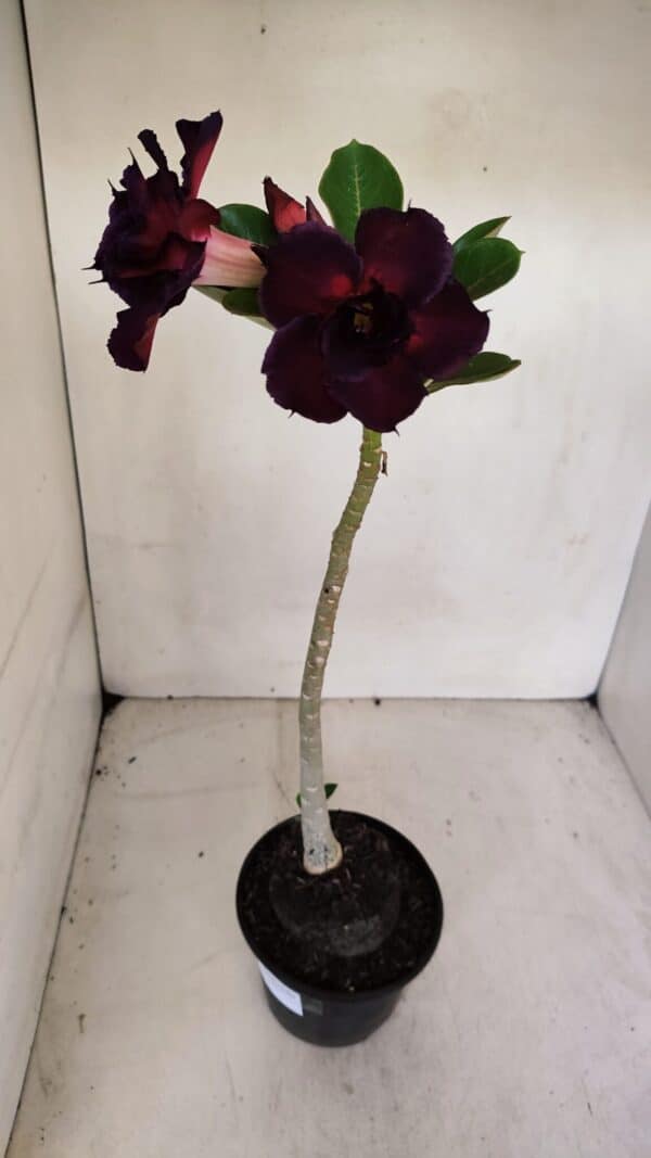 Planta Dobrada 3283 – 35cm – 03 anos - Imagem 8