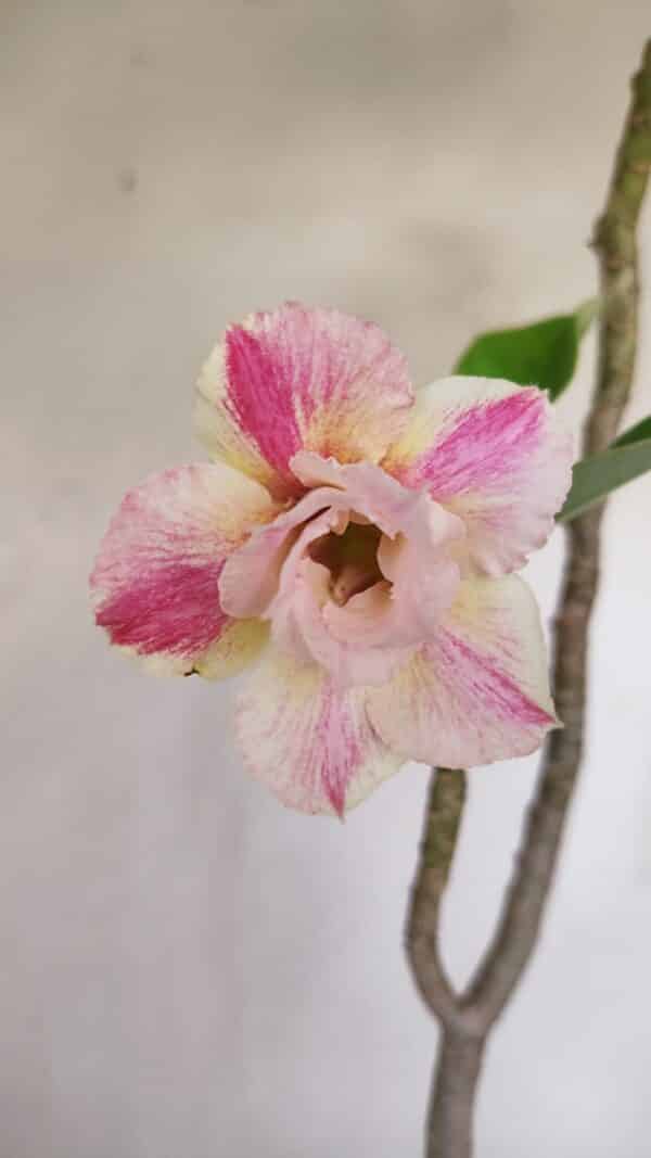 Planta Dobrada 3284 – 35cm – 03 anos - Imagem 1