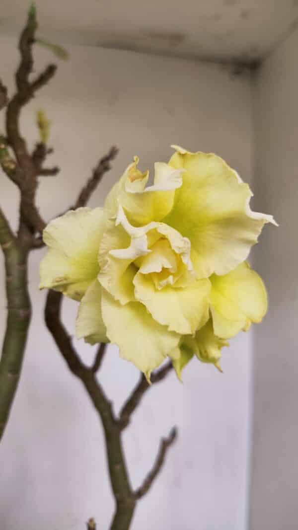 Planta Dobrada 3285 – 60cm – 05 anos - Imagem 3