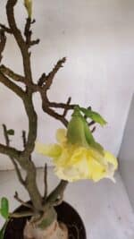 Planta Dobrada 3285 – 60cm – 05 anos - Imagem 4