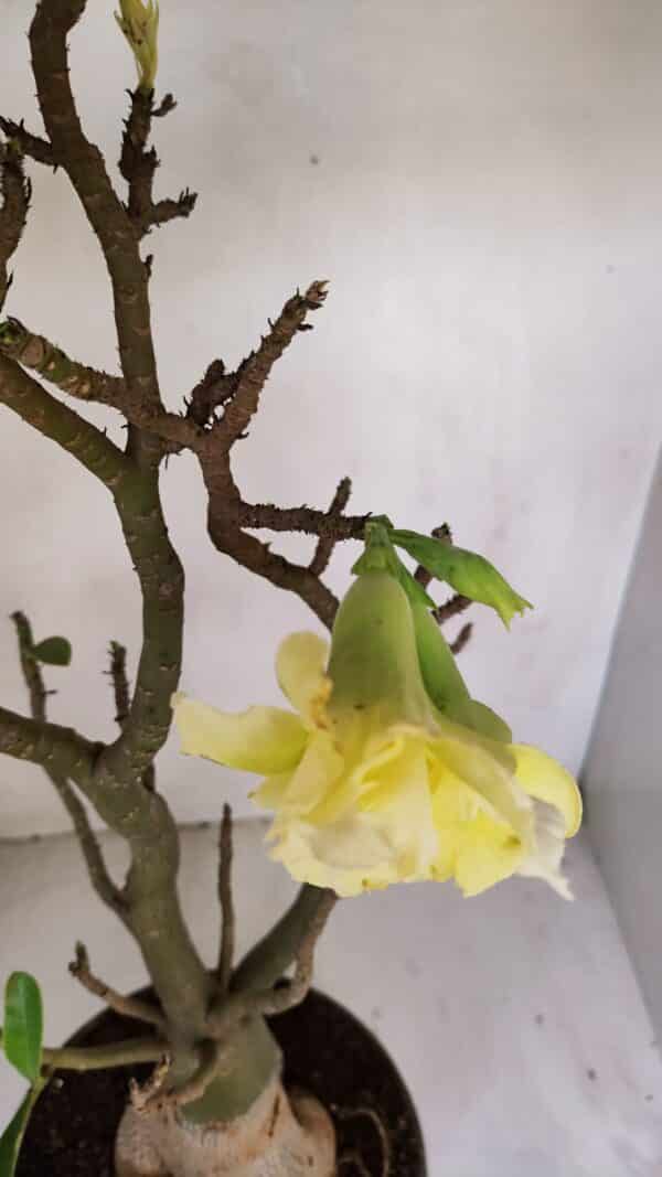 Planta Dobrada 3285 – 60cm – 05 anos - Imagem 4