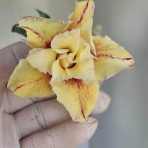 Planta Dobrada 3286 – 35cm – 03 anos