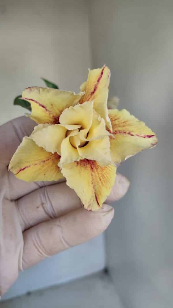 Planta Dobrada 3286 – 35cm – 03 anos - Imagem 1