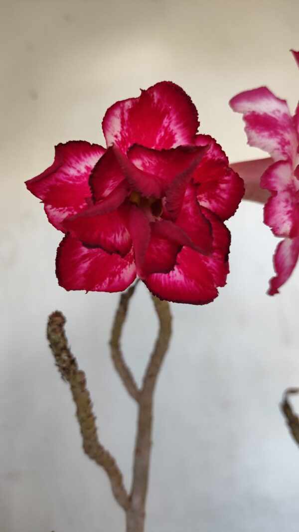 Planta Dobrada 3287 – 45cm – 03 anos - Imagem 1