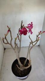 Planta Dobrada 3287 – 45cm – 03 anos - Imagem 7