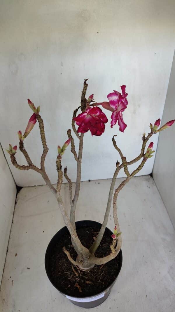 Planta Dobrada 3287 – 45cm – 03 anos - Imagem 7