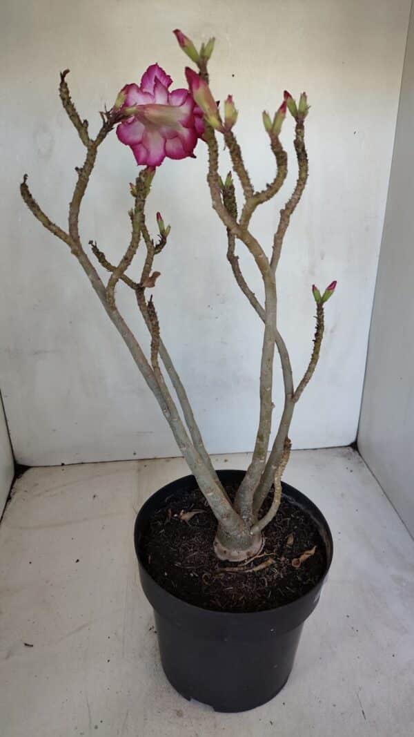 Planta Dobrada 3287 – 45cm – 03 anos - Imagem 5