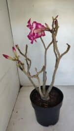 Planta Dobrada 3287 – 45cm – 03 anos - Imagem 4