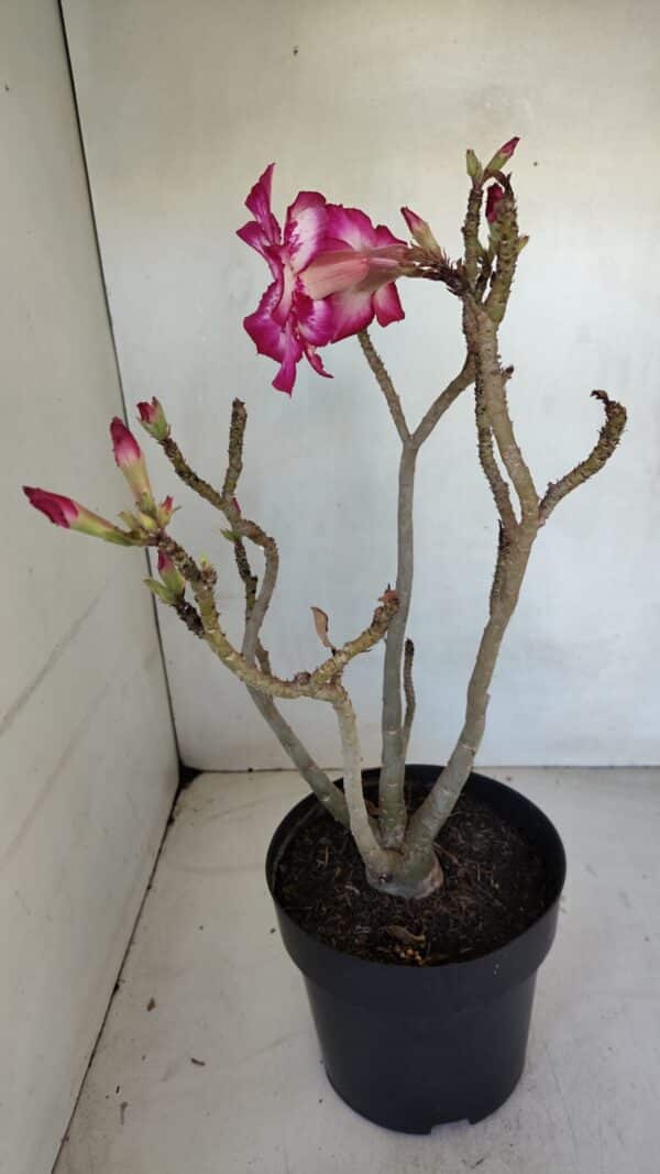 Planta Dobrada 3287 – 45cm – 03 anos - Imagem 4