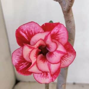 Planta Dobrada 3288 – 35cm – 03 anos