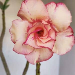 Planta Dobrada 3289 – 35cm – 03 anos