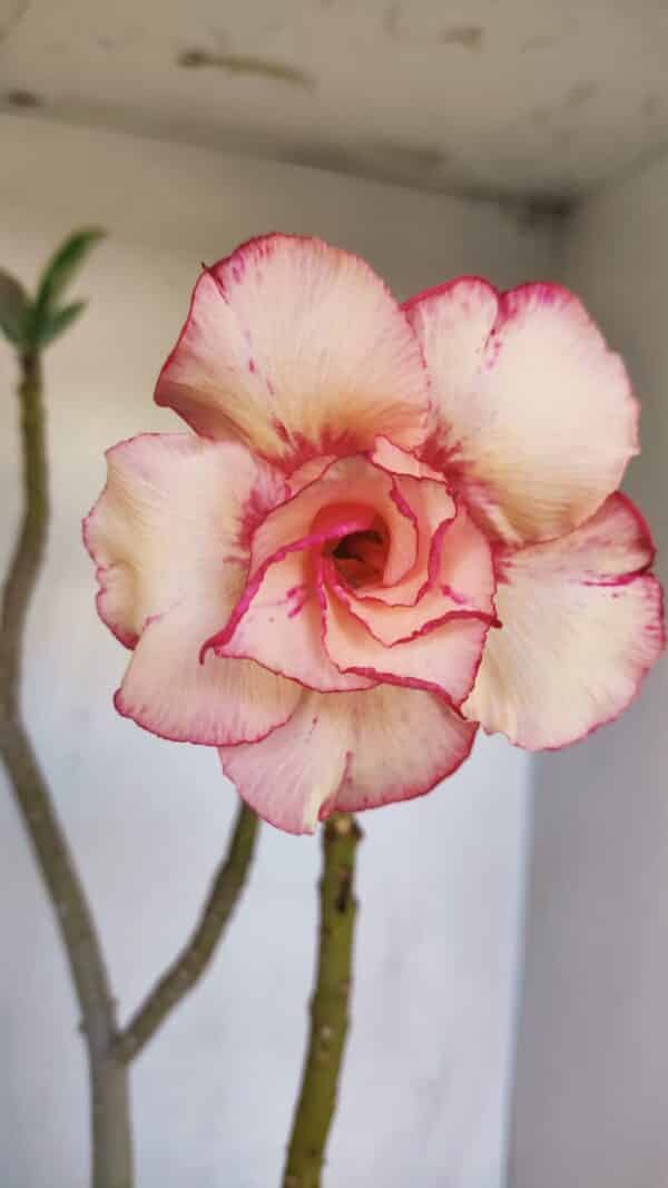 Planta Dobrada 3289 – 35cm – 03 anos - Imagem 1