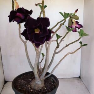 Planta Dobrada 3290 – 40cm – 03 anos