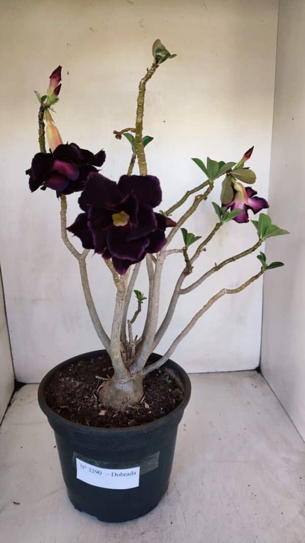 Planta Dobrada 3290 – 40cm – 03 anos - Imagem 1