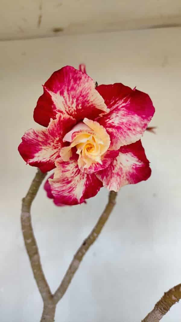 Planta Dobrada 3291 – 40cm – 03 anos - Imagem 1