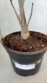 Planta Dobrada 3291 – 40cm – 03 anos - Imagem 7