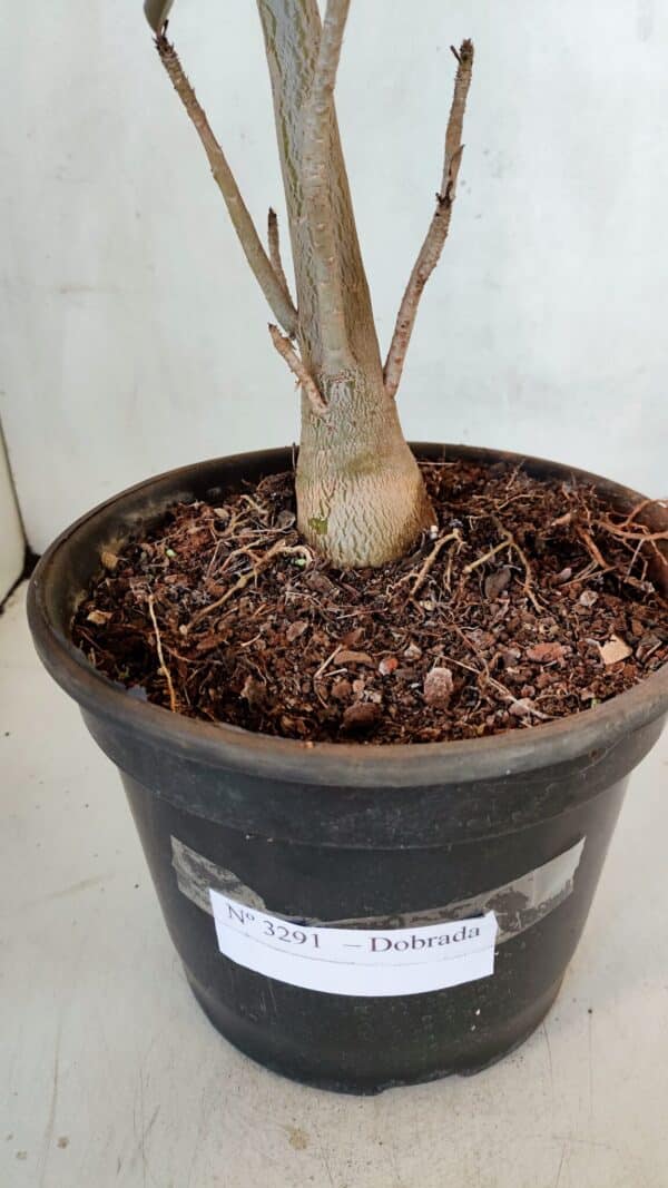 Planta Dobrada 3291 – 40cm – 03 anos - Imagem 7