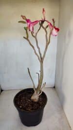 Planta Dobrada 3291 – 40cm – 03 anos - Imagem 6