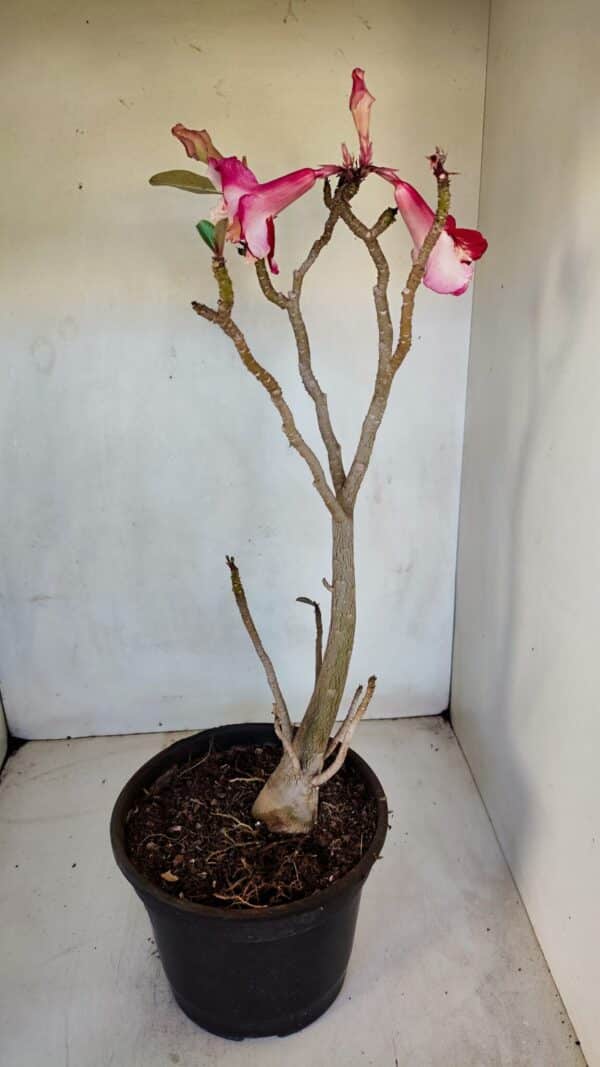 Planta Dobrada 3291 – 40cm – 03 anos - Imagem 6
