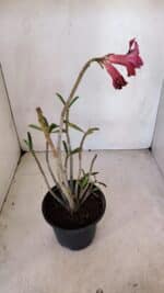 Planta Dobrada 3292 – 30cm – 03 anos - Imagem 5