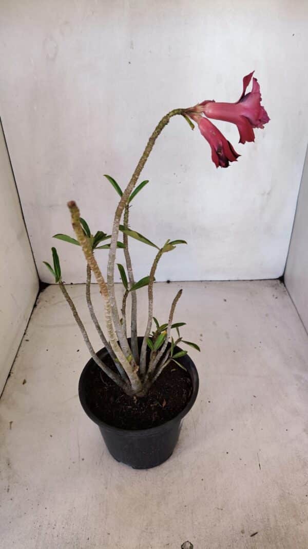 Planta Dobrada 3292 – 30cm – 03 anos - Imagem 5