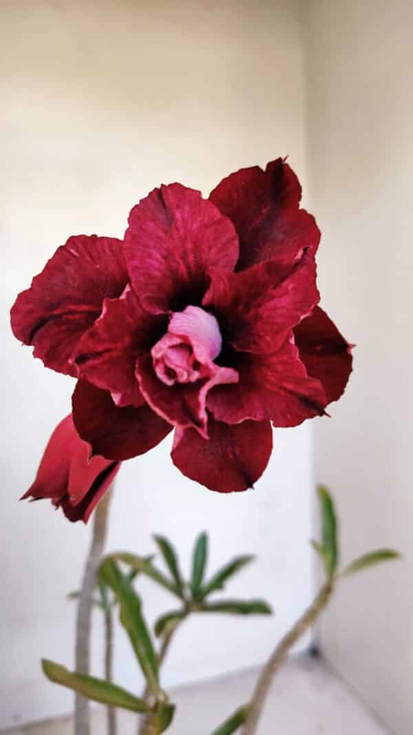 Planta Dobrada 3292 – 30cm – 03 anos - Imagem 1