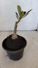 ENXERTO 12042 – 20cm (cor LM 442) - Imagem 3