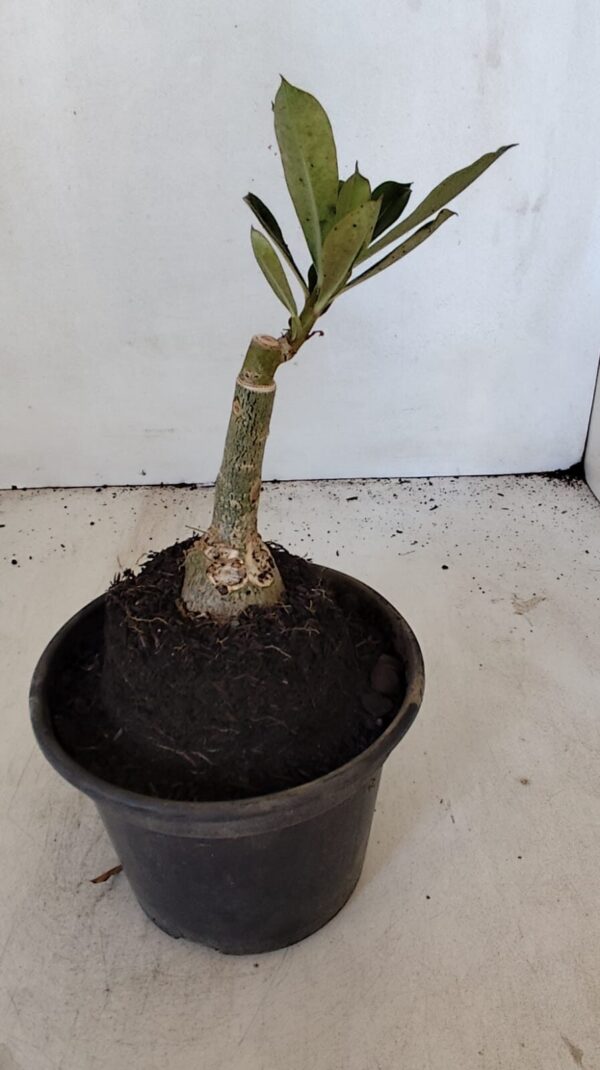 ENXERTO 12042 – 20cm (cor LM 442) - Imagem 3