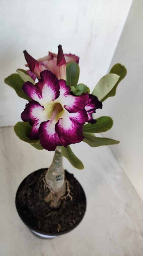 ENXERTO 12045 – 20cm (cor LM 1003) - Imagem 4