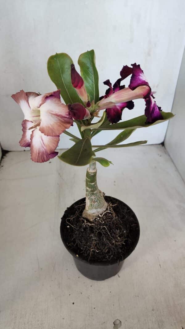 ENXERTO 12045 – 20cm (cor LM 1003) - Imagem 5