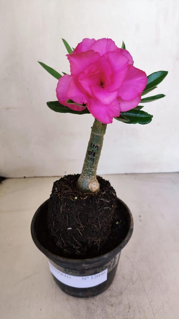 ENXERTO 12046 – 20cm (cor LM 04) - Imagem 2