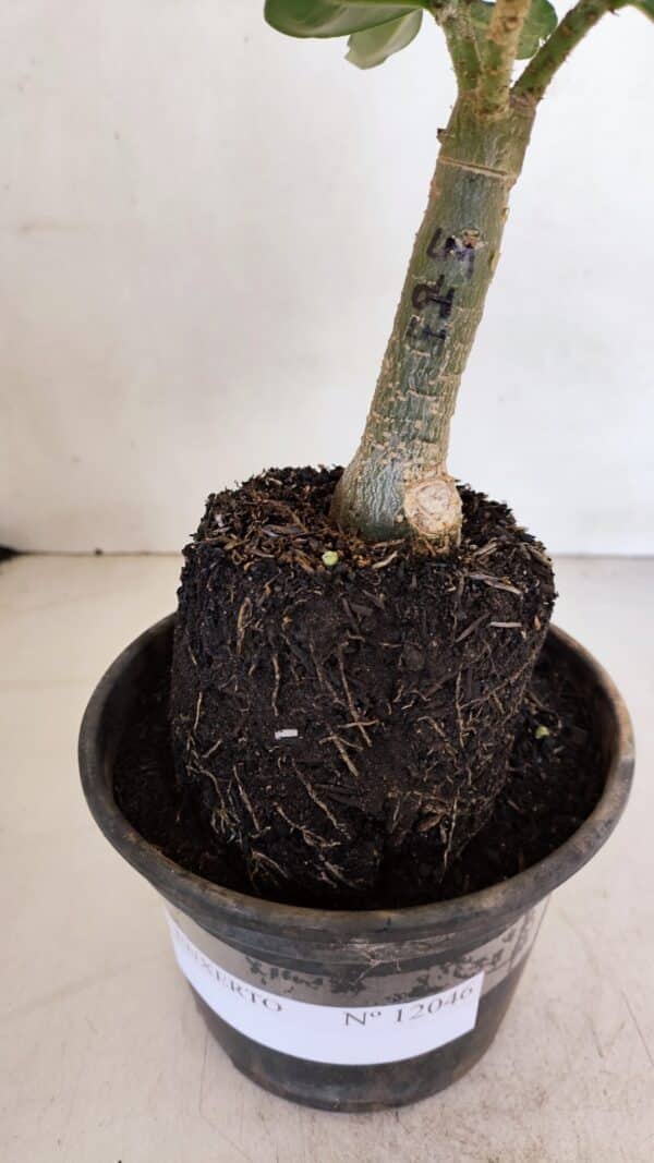 ENXERTO 12046 – 20cm (cor LM 04) - Imagem 6