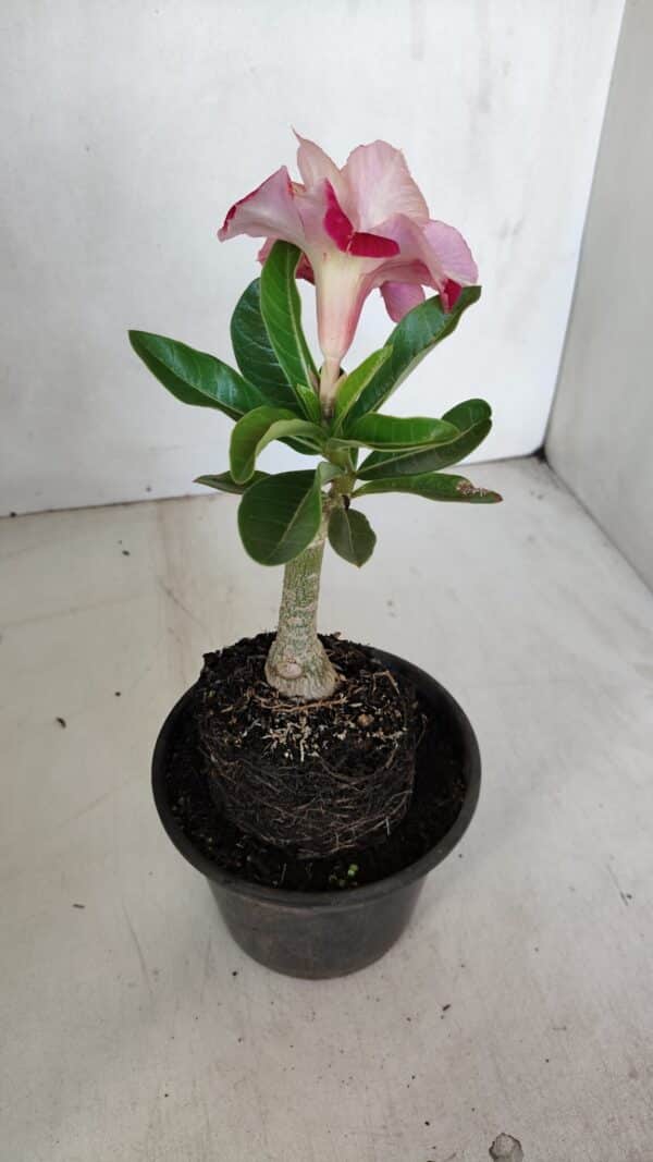 ENXERTO 12048 – 20cm (cor LM 395) - Imagem 4