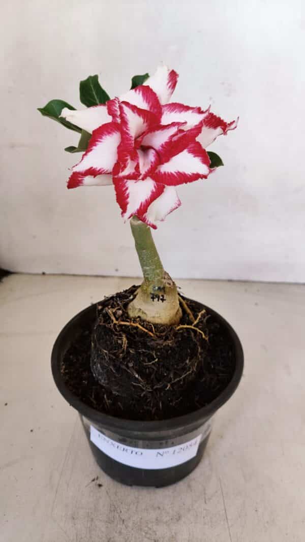 ENXERTO 12054 – 20cm (cor LM 797) ID: Ferrari - Imagem 1