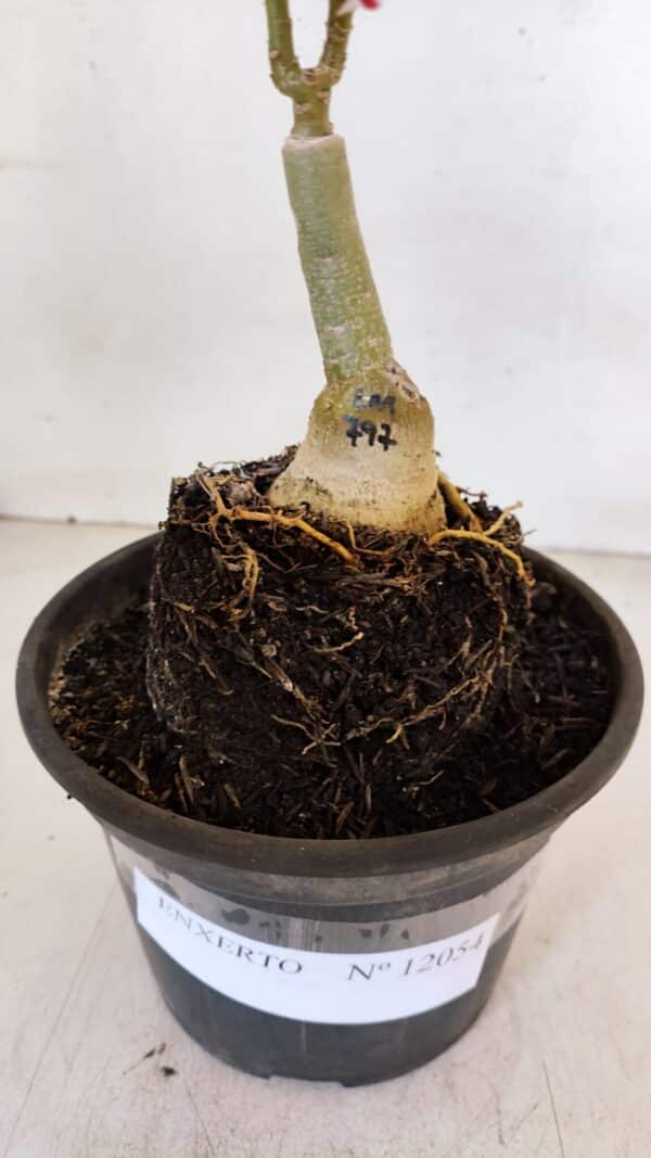 ENXERTO 12054 – 20cm (cor LM 797) ID: Ferrari - Imagem 6